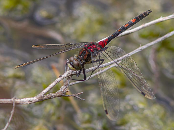 Leucorrhinia dubia (Small Whiteface) male--2.jpg